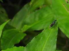 Trirogma caerulea