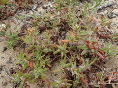 Polygonum paronychia