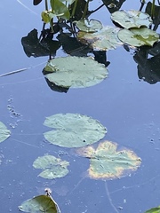 Nymphaea odorata tuberosa