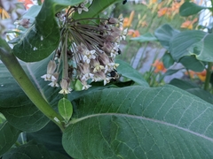 Anthophora bomboides bomboides