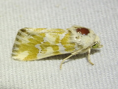 Schinia meadi