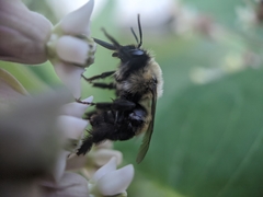 Anthophora bomboides bomboides