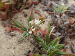 Polygonum paronychia