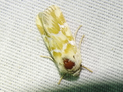 Schinia meadi