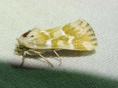 Schinia meadi