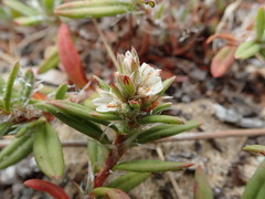 Polygonum paronychia