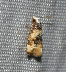 Phalonidia memoranda