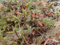 Polygonum paronychia