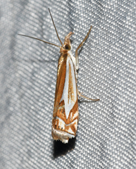 Crambus bidens