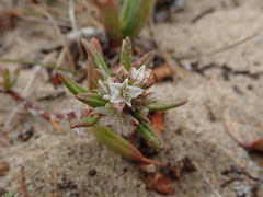 Polygonum paronychia