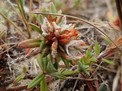 Polygonum paronychia