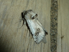 Parahypopta caestrum