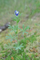Lupinus polycarpus