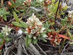 Polygonum paronychia