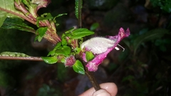 Ruellieae