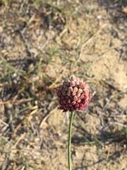 Allium sphaerocephalon