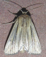 Leucania phragmitidicola