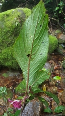 Ruellieae