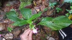 Ruellieae