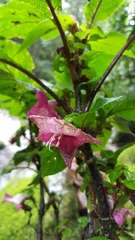 Ruellieae