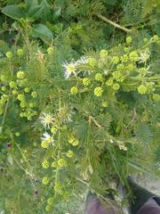 Mimosa quitensis