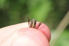 Chrysops univittatus