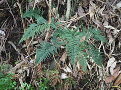 Polystichum neozelandicum neozelandicum