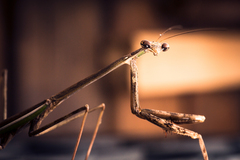 Phasmomantis sumichrasti