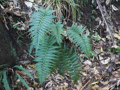 Polystichum neozelandicum neozelandicum