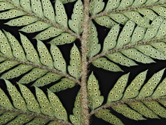 Polystichum neozelandicum neozelandicum