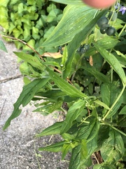 Lithospermum officinale