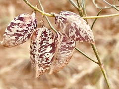 Astragalus ceramicus