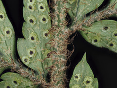 Polystichum neozelandicum neozelandicum
