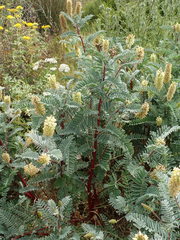 Astragalus pycnostachyus pycnostachyus