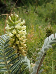 Astragalus pycnostachyus pycnostachyus