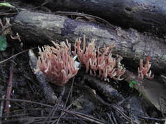 Ramariopsis ramarioides