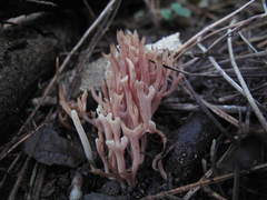 Ramariopsis ramarioides