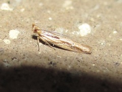 Eutorna symmorpha
