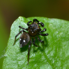 Chinattus parvulus