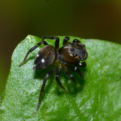 Chinattus parvulus