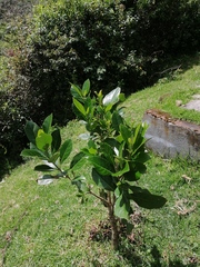 Magnoliopsida