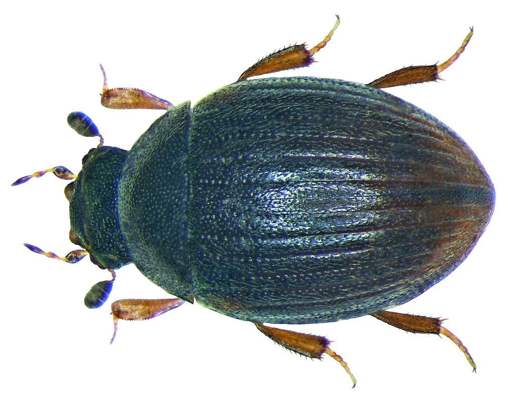Cryptopleurum