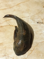 Chaetostoma bifurcum