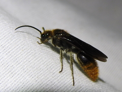 Sphaeropthalma marpesia