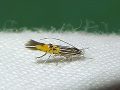 Cosmopterix quadrilineella