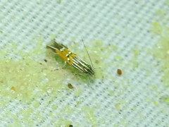 Cosmopterix quadrilineella