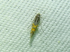 Cosmopterix quadrilineella