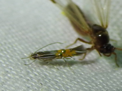 Cosmopterix quadrilineella