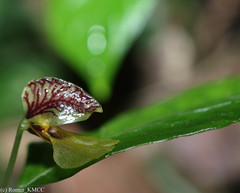 Impatiens andapensis