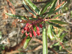 Comarostaphylis glaucescens